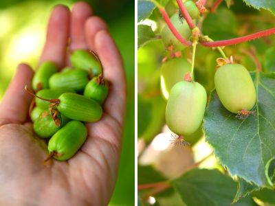 hardy kiwi on the vine, hardy kiwi in hand