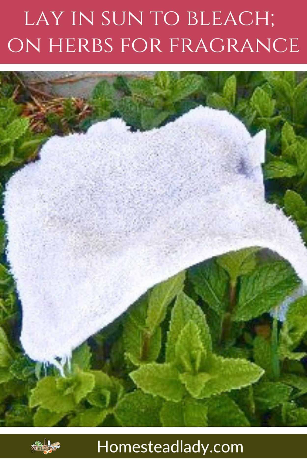 solar drying white rag on mint plant