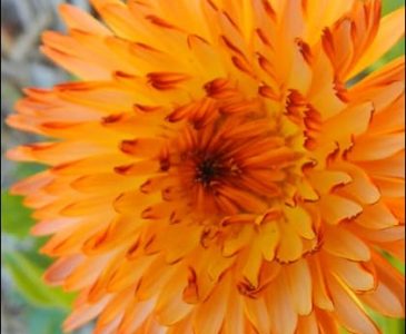 calendula flower