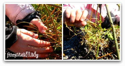 DIY Winter Plant Protection l A little weaving with vines l Homestead Lady (.com)