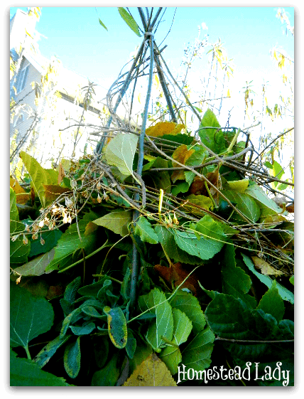 DIY Winter Plant Protection l A tepee of warmth l Homestead Lady (.com)