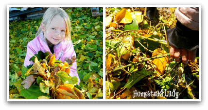 DIY Winter Plant Protection l Fall leaves are free l Homestead Lady (.com)