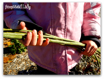 DIY Winter Plant Protection l Gather twigs or whips to make your structure l Homestead Lady (.com)