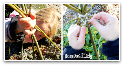 DIY Winter Plant Protection l So simple your kiddos can do it l Homestead Lady (.com)