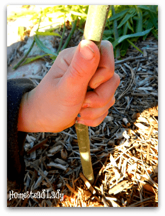 DIY Winter Plant Protection l Use willow and it just might sprout next year l Homestead Lady (.com)