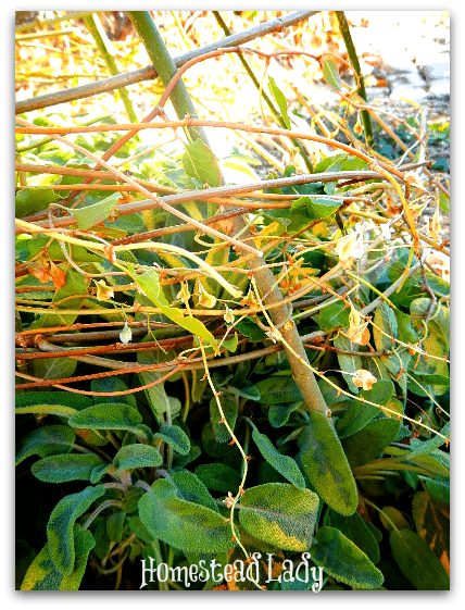 DIY Winter Plant Protection l Why buy what you can make for free l Homestead Lady (.com)
