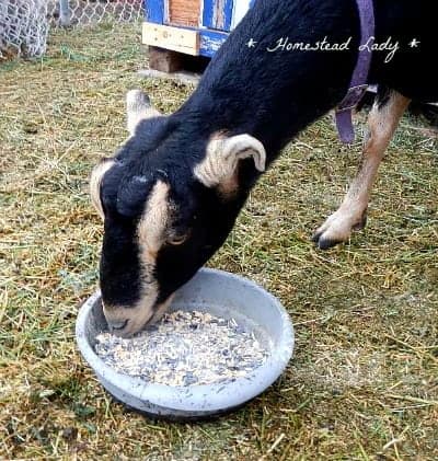 Munching the natural dietary supplement for goats l Homestead Lady l A great way to get picky eaters to take their vitamins