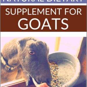 goat eating out of a dish