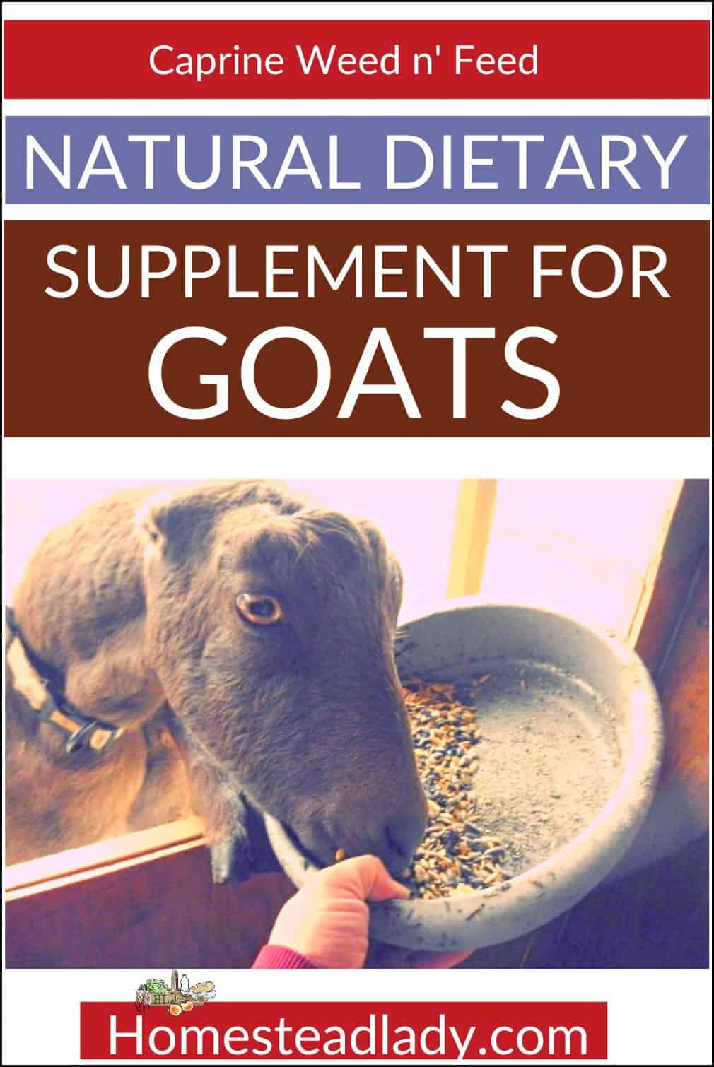 goat eating out of a dish