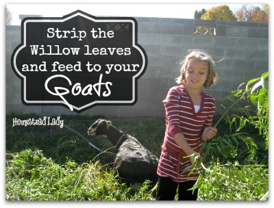 DIY Willow Playhouse l Prepare the willow l Homestead Lady (.com)