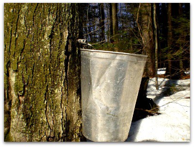 Maple Trees Make Syrup l Many choices for maple tapping tools l Homestead Lady (.com)