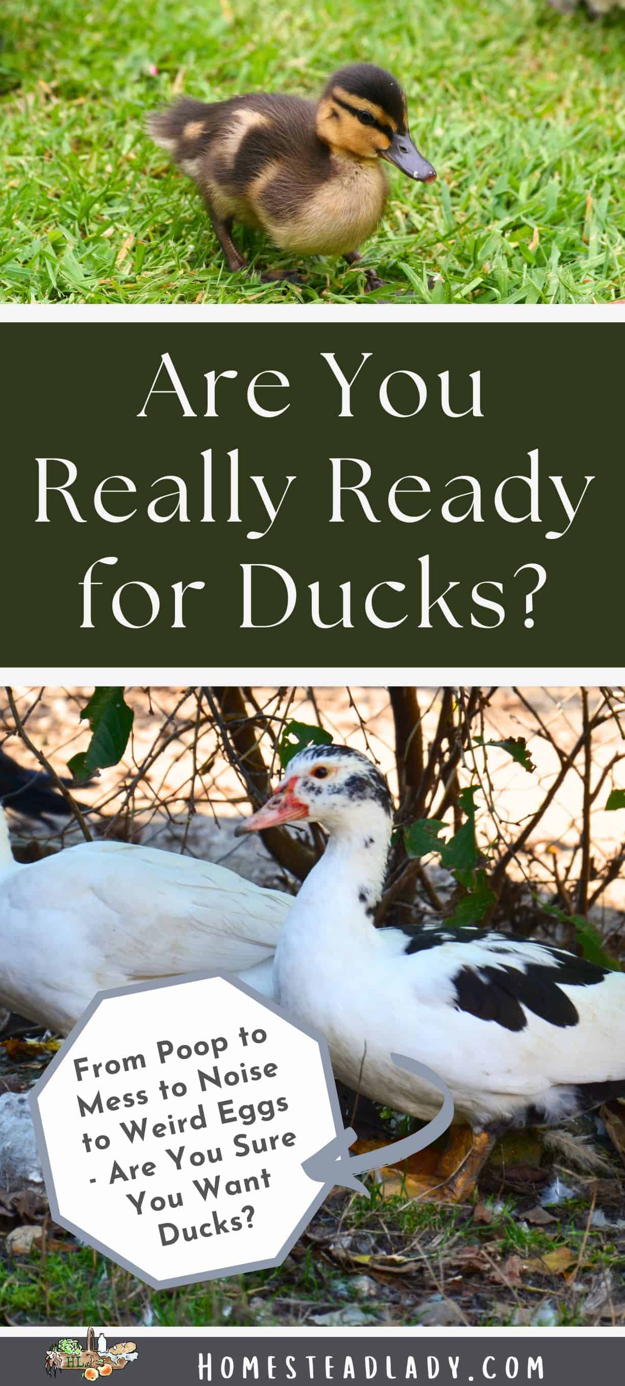 ducks on grass