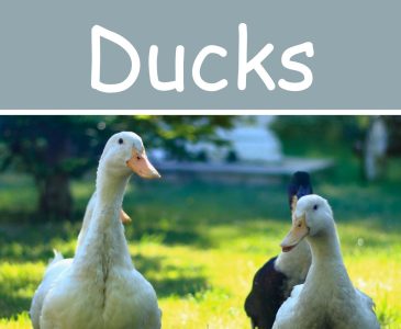 ducks on a homestead