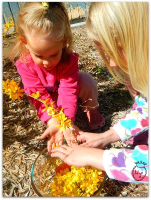 children gathering forsythia