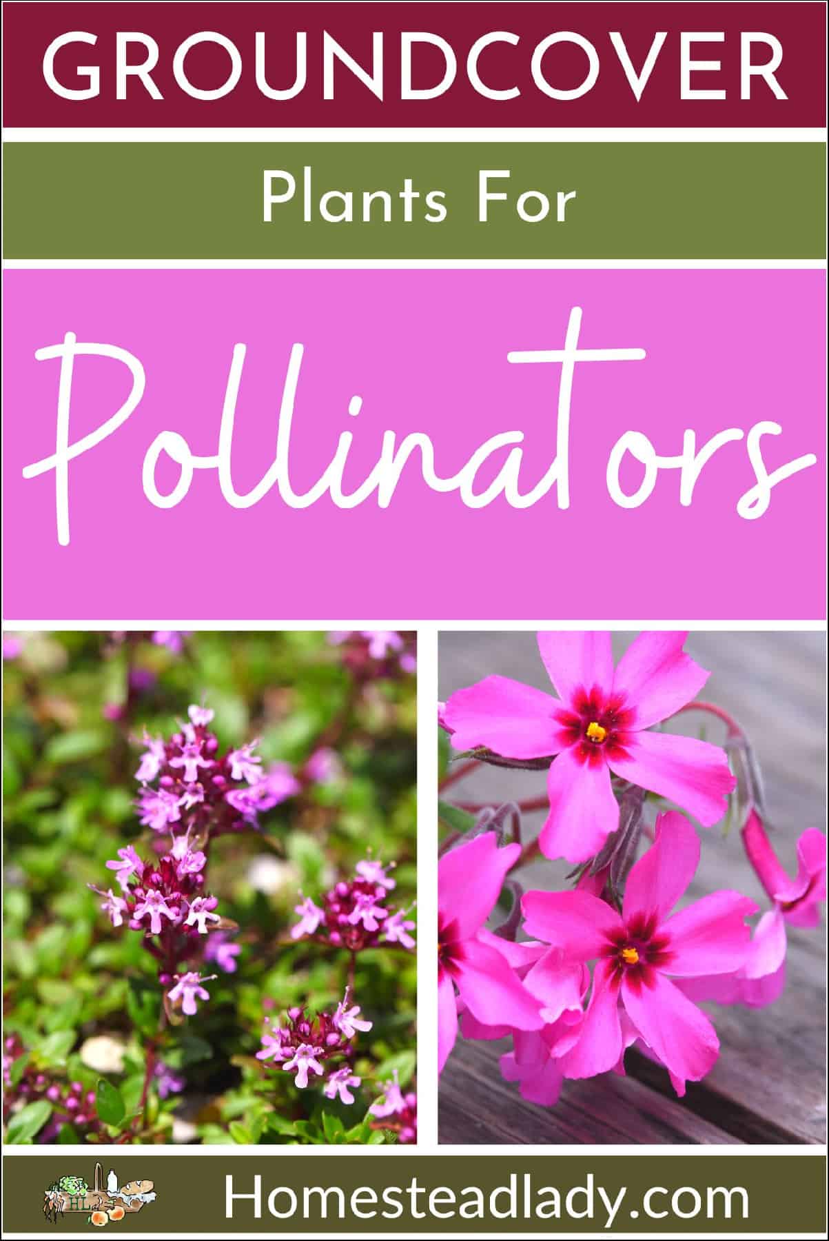 creeping phlox with flowers, thyme with flowers