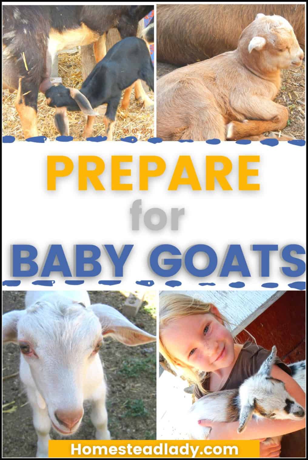 baby goats