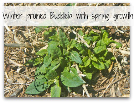 Butterfly Garden l Buddleia winter pruned with spring growth l Homestead Lady