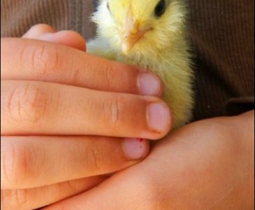 Hands holding chick