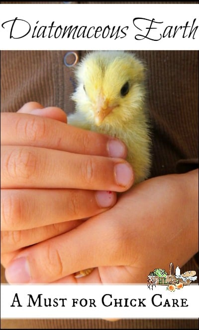 Diatomaceous Earth l Use this non toxic pest control for your flock l A Must for Chick Care l Homestead Lady (.com)