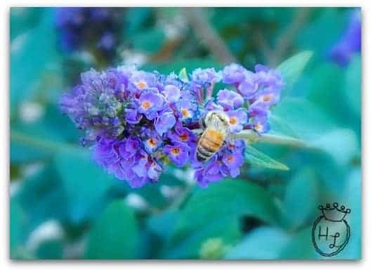 Start a Butterfly Garden with Butterfly Bush l Pollinator Attracting Plant l Homestead Lady