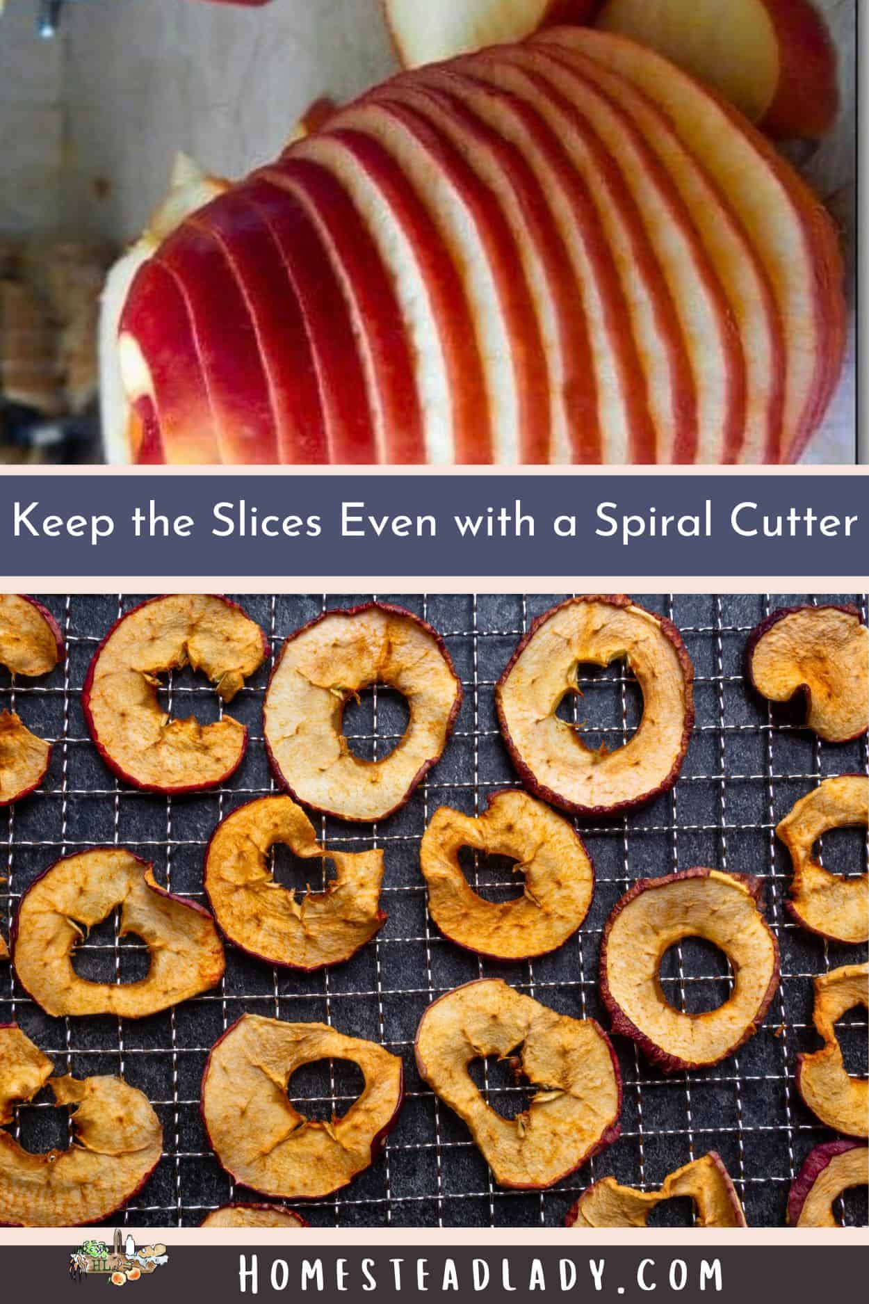 apple slices and solar oven apple chips on a drying rack