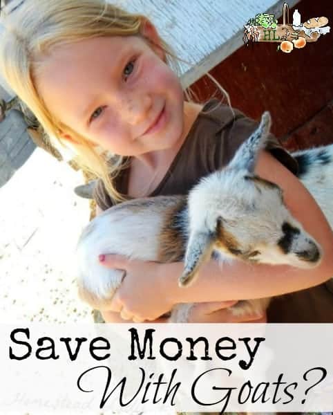 Save Money with Goats l Are dairy goats cost effective l Homestead Lady (.com)