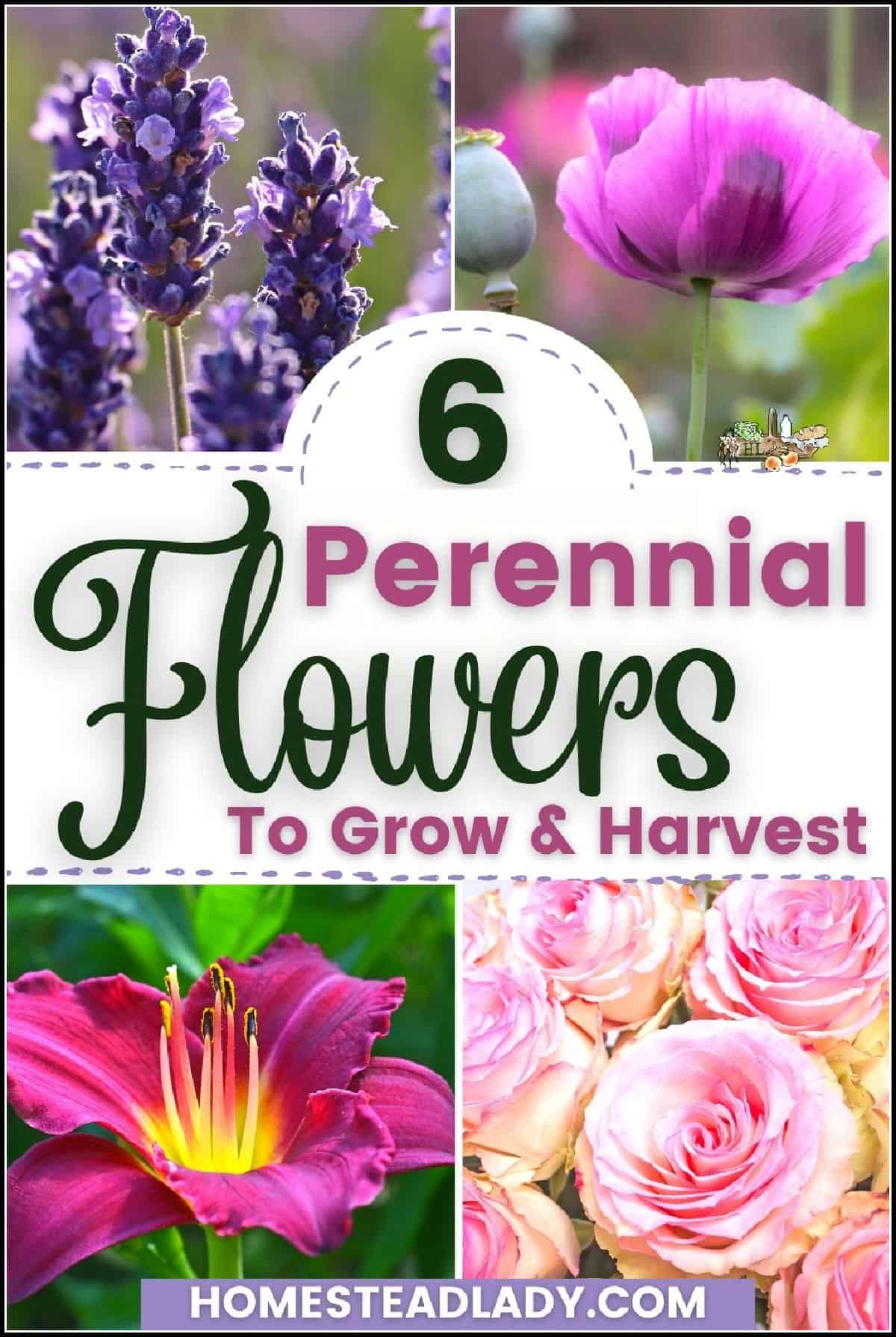 perennial flowers like rose, lavender, daylily, poppy
