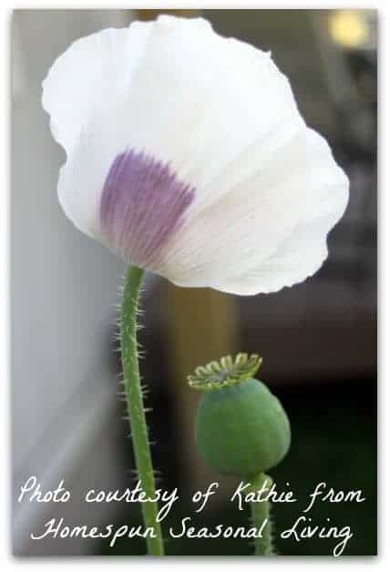 Perennial Flower Harvest l Bread Seed Poppies l Homestead Lady (.com)