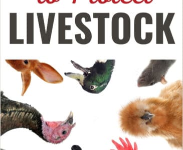 farm animals - chickens, ducks, rabbits, turkey