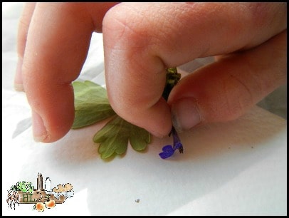 girls hand placing flowers onto paper for printing