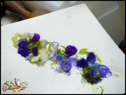 violets and violet print paper