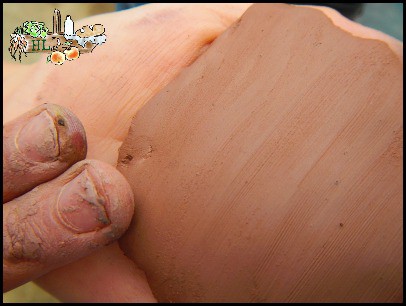 Stamped Medallion Seed Bombs l Clay is fun to use to make these seed balls l Homestead Lady (.com)