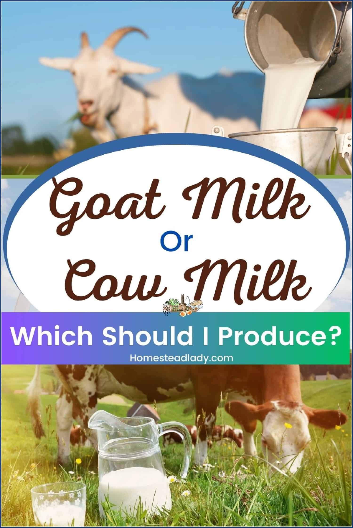 cow and goat, and milk