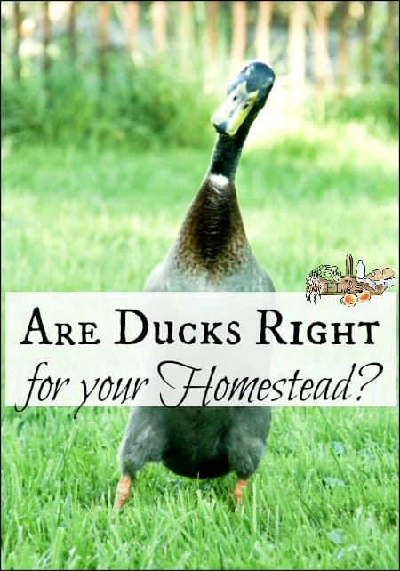 Are Ducks Right For Your Homestead l The ins and out and pros of ducks l Homestead Lady.com