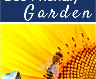 honeybee on a sunflower in a garden