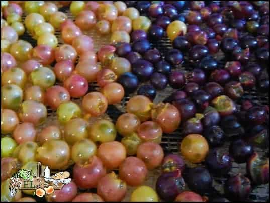 Make Homemade Organic Raisins l Lay them out to dehydrate l Homestead Lady (.com)