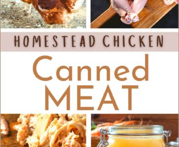 live chicken, butchered chicken, cooked chicken ready for canning, canned chicken broth
