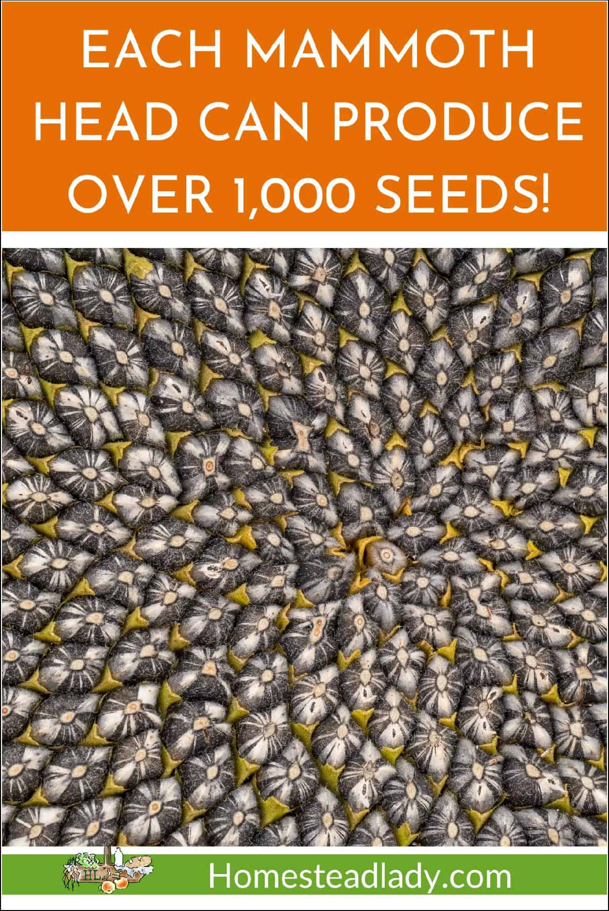 sunflower seeds