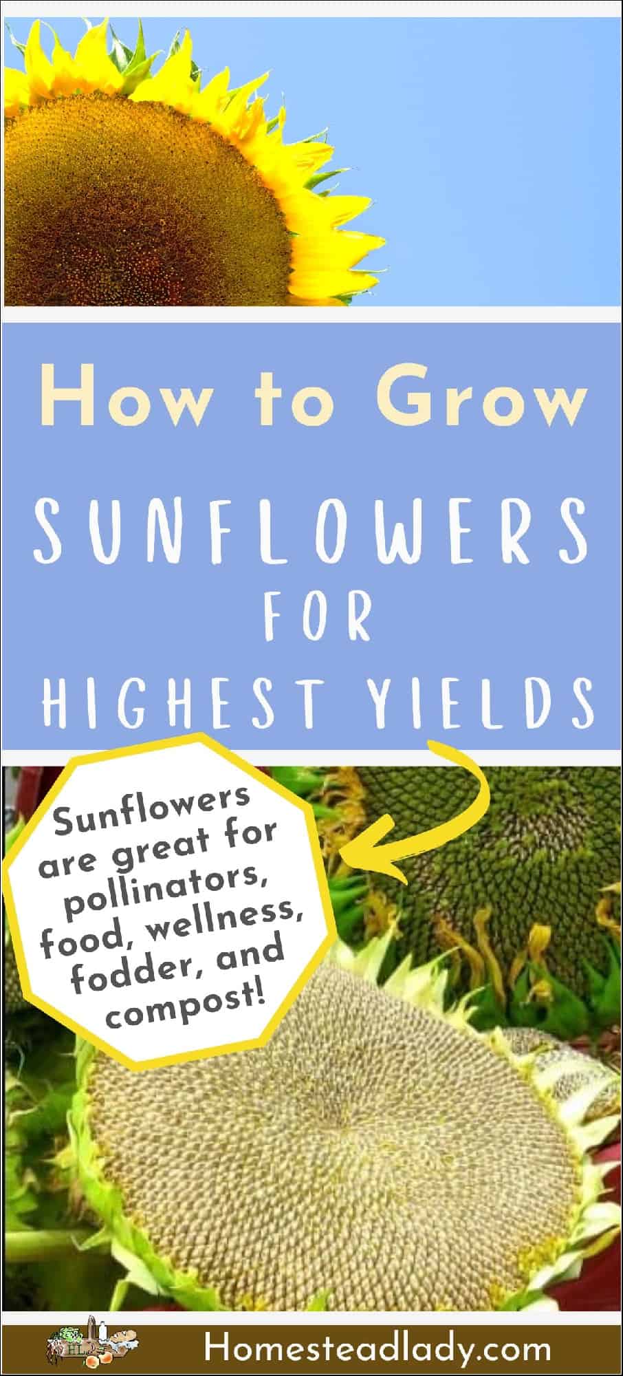 mammoth sunflower seed head