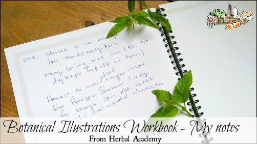 Summer Mess Peppermint Tea l Botanical Illustrations Workbook l Homestead Lady.com