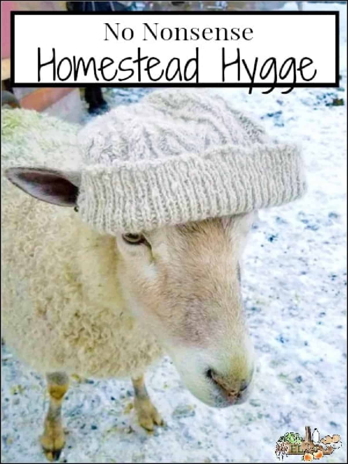 white ewe with a knit hat on her head