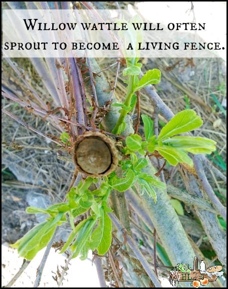 sprouted willow wattle fence