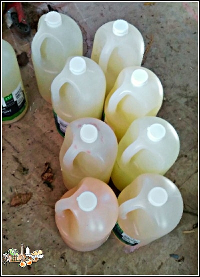 homemade apple vinegar