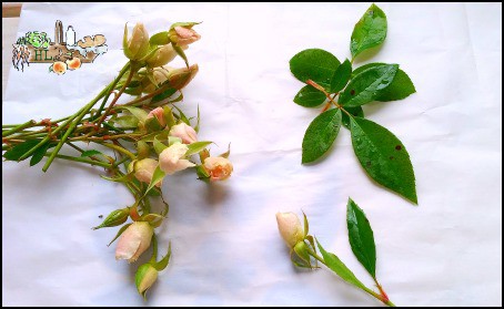 rose buds