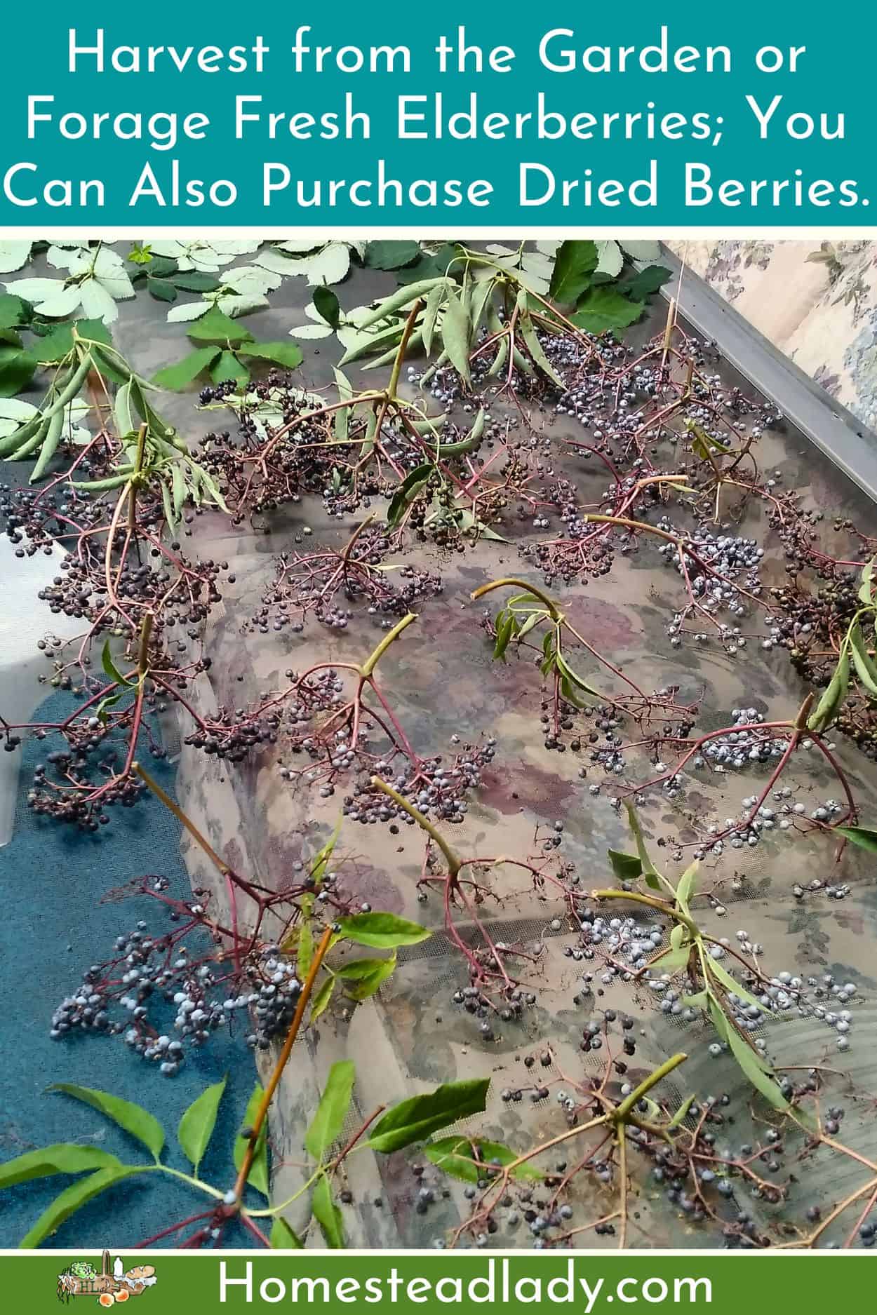 fresh elderberries drying on a screen