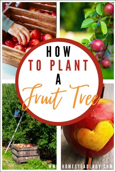 apple tree branches apples in a box apple with a heart shape carved on it