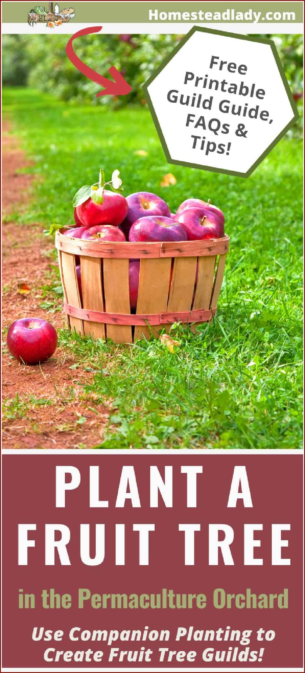 red apples in a wooden barrel