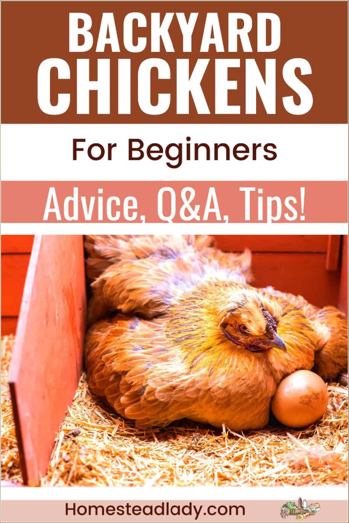 chicken in a nesting box with eggs