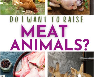 rabbits live, rabbits on a plate, chickens live, chicken on a plate