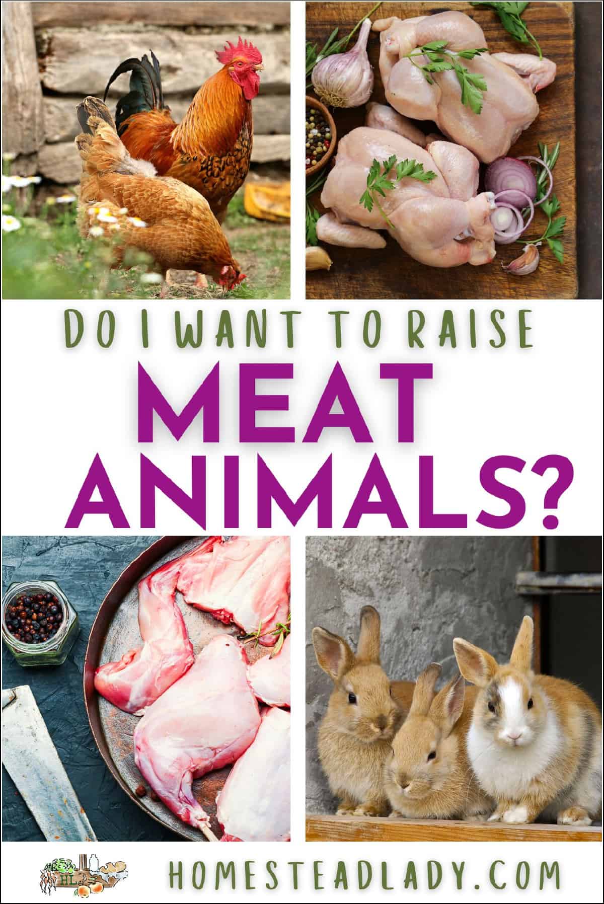 rabbits live, rabbits on a plate, chickens live, chicken on a plate